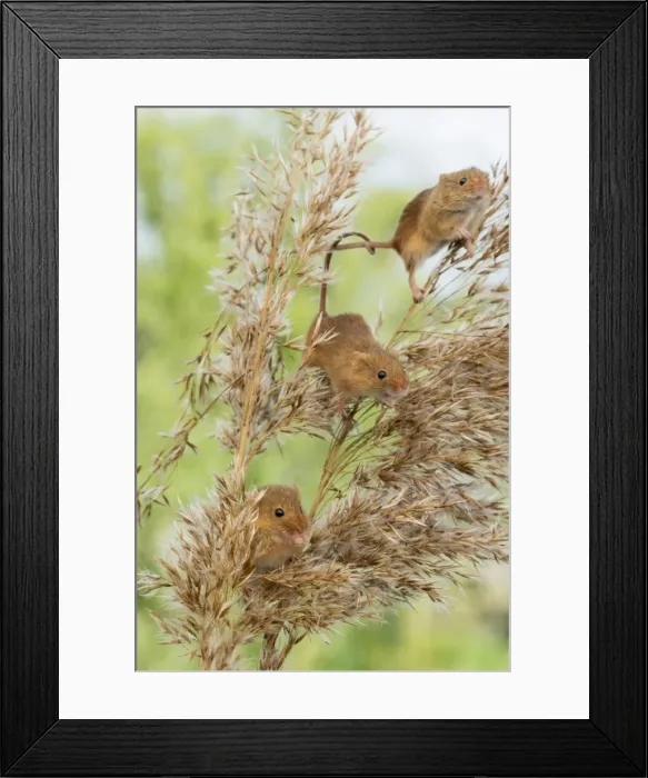 Framed Print : Eurasian harvest mouse (Micromys minutus), Devon, England, United Kingdom, Europe Framed Print : Eurasian harvest mouse (Micromys minutus), Devon, England, United Kingdom, Europe