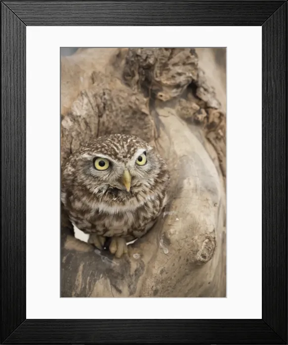 Framed Print : Little owl (Athene noctua), Devon, England, United Kingdom, Europe Framed Print : Little owl (Athene noctua), Devon, England, United Kingdom, Europe