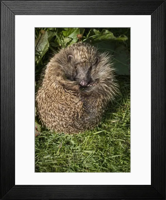 Framed Print : Hedgehog (Erinaceinae), Devon, England, United Kingdom, Europe Framed Print : Hedgehog (Erinaceinae), Devon, England, United Kingdom, Europe