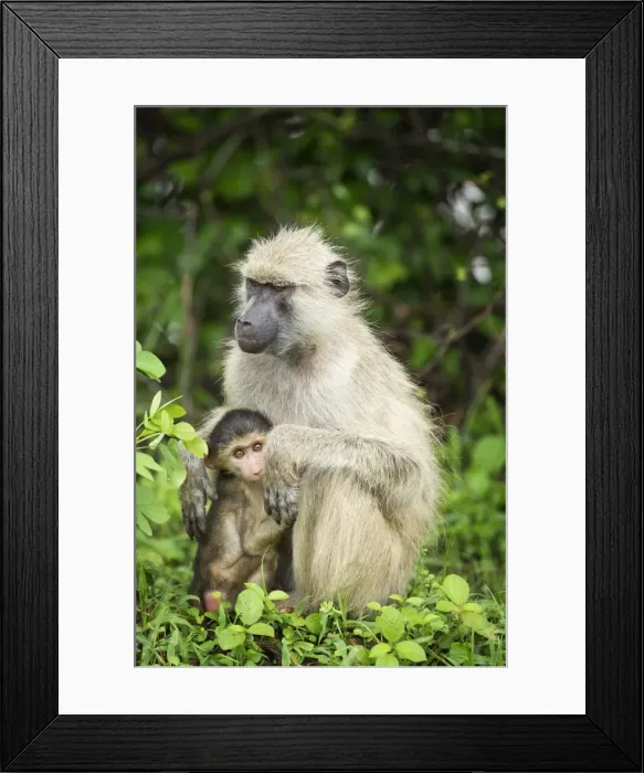 Framed Print : Mother and baby yellow baboon (Papio cynocephalus), South Luangwa National Park, Zambia Framed Print : Mother and baby yellow baboon (Papio cynocephalus), South Luangwa National Park, Zambia