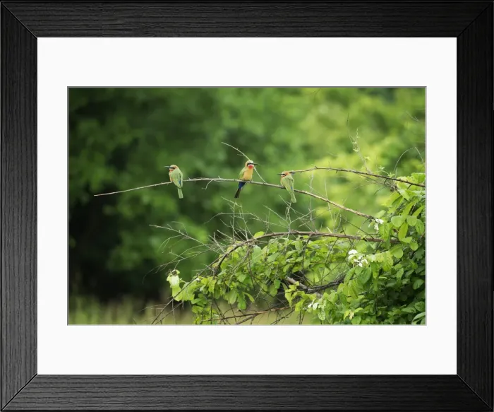 Framed Print : White-fronted bee-eater (Merops bullockoides), South Luangwa National Park, Zambia Framed Print : White-fronted bee-eater (Merops bullockoides), South Luangwa National Park, Zambia