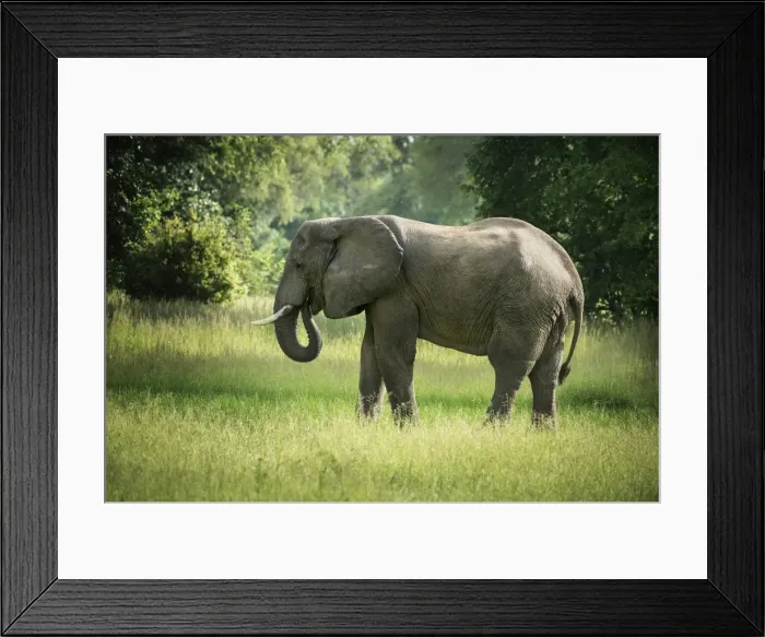 Framed Print : African elephant (Loxodonta), South Luangwa National Park, Zambia, Africa Framed Print : African elephant (Loxodonta), South Luangwa National Park, Zambia, Africa