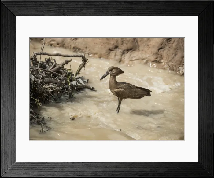 Framed Print : Hamerkop (Scopus umbretta), South Luangwa National Park, Zambia, Africa Framed Print : Hamerkop (Scopus umbretta), South Luangwa National Park, Zambia, Africa