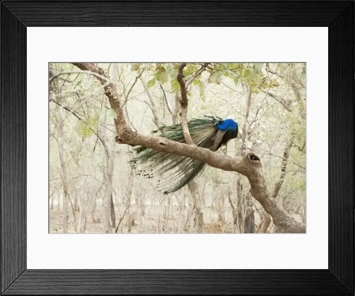 Framed Print : Peacock (Indian peafowl) (Pavo cristatus), Ranthambhore, Rajasthan, India, Asia Framed Print : Peacock (Indian peafowl) (Pavo cristatus), Ranthambhore, Rajasthan, India, Asia