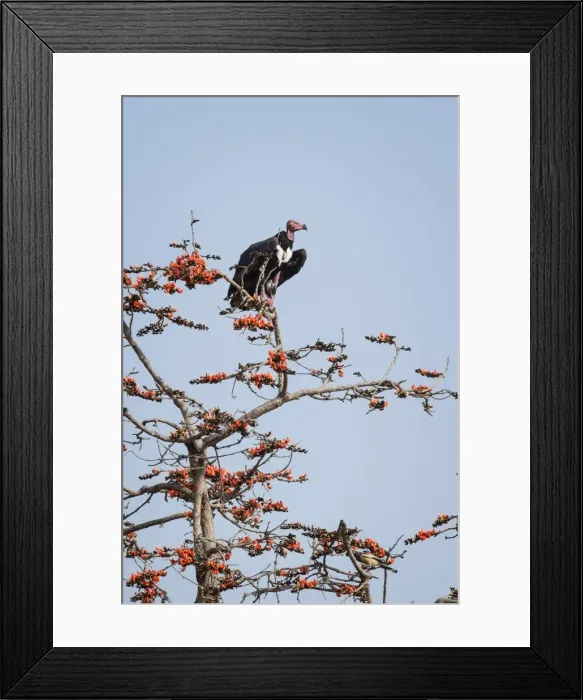 Framed Print : Red-headed vulture (Asian king vulture) (Indian black vulture) (Pondicherry vulture) Framed Print : Red-headed vulture (Asian king vulture) (Indian black vulture) (Pondicherry vulture)