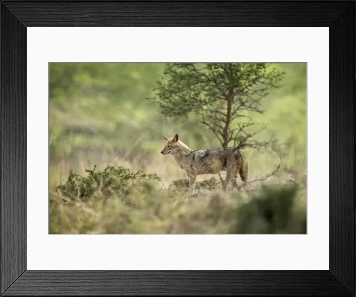 Framed Print : Indian jackal (Himalayan jackal) (Canis aureus indicus), Ranthambhore, Rajasthan Framed Print : Indian jackal (Himalayan jackal) (Canis aureus indicus), Ranthambhore, Rajasthan