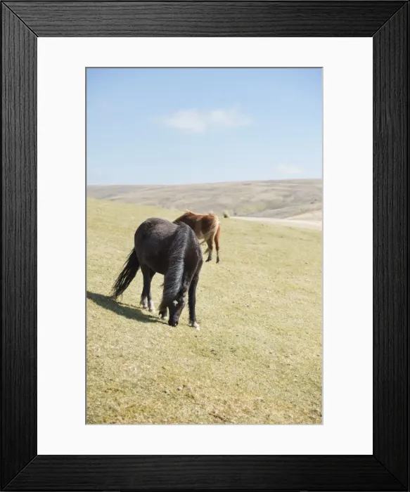 Framed Print : Welsh mountain pony (Welsh pony) and cob (Equus ferus caballus), Wales, United Kingdom
