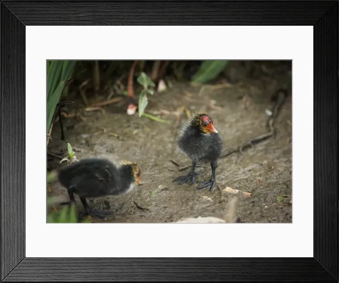 Framed Print : Coot (Fulica) young chicks, Gloucestershire, England, United Kingdom, Europe Framed Print : Coot (Fulica) young chicks, Gloucestershire, England, United Kingdom, Europe