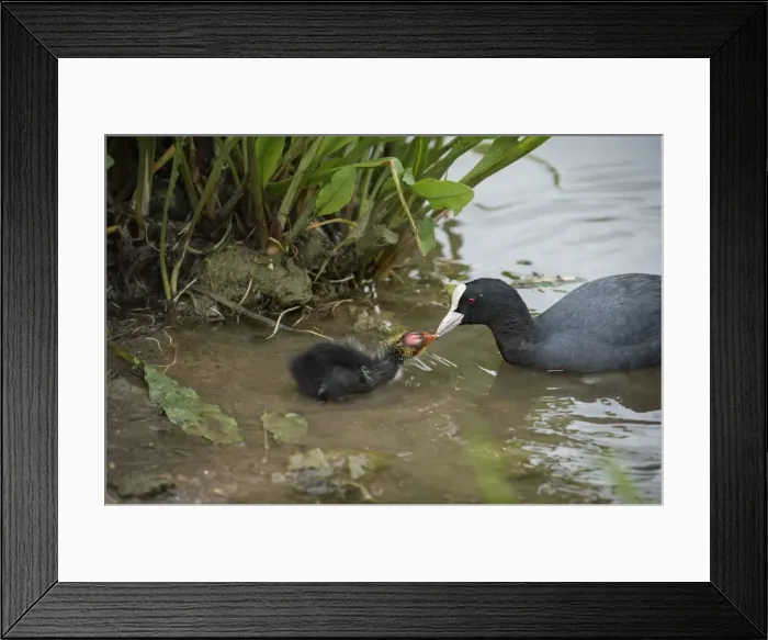 Framed Print : Coot (Fulica), young chick feeding, Gloucestershire, England, United Kingdom, Europe Framed Print : Coot (Fulica), young chick feeding, Gloucestershire, England, United Kingdom, Europe