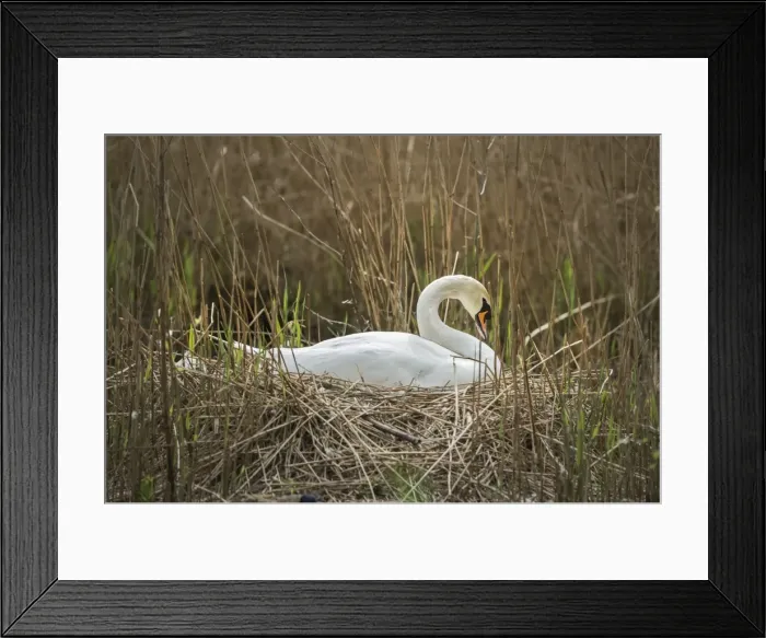 Framed Print : Swan (Cygnus), Gloucestershire, England, United Kingdom, Europe Framed Print : Swan (Cygnus), Gloucestershire, England, United Kingdom, Europe