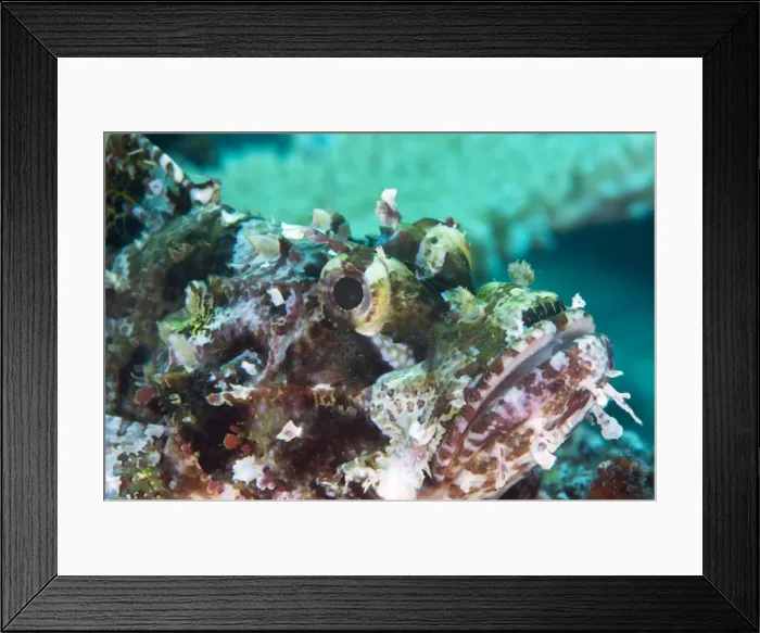 Framed Print : Tassled scorpionfish (smallscale scorpionfish) (Scorpaenopsis oxycephala), has an Framed Print : Tassled scorpionfish (smallscale scorpionfish) (Scorpaenopsis oxycephala), has an