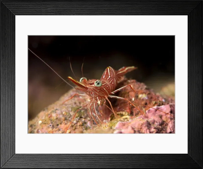Framed Print : Hinge beak shrimp (Hinge beak prawn) (Rhynchocinetes sp. ) emerges to feed at night Framed Print : Hinge beak shrimp (Hinge beak prawn) (Rhynchocinetes sp. ) emerges to feed at night