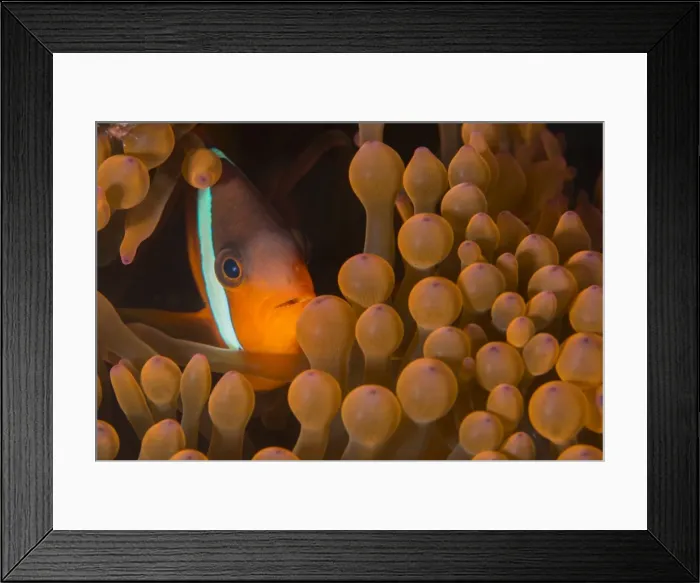 Framed Print : Dusky anenomefish (Amphiprion melanomas) dominant female, lives in symbiotic association Framed Print : Dusky anenomefish (Amphiprion melanomas) dominant female, lives in symbiotic association