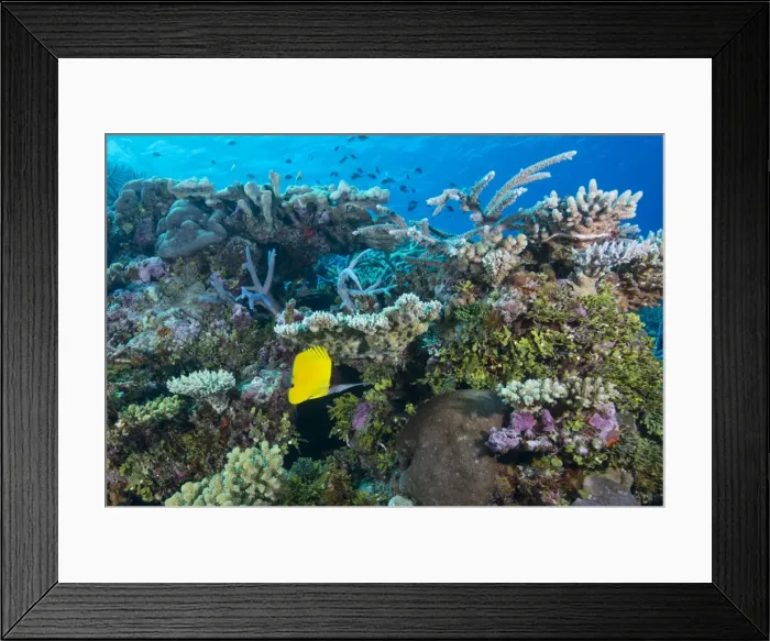 Framed Print : Colourful healthy hard and soft coral reef with long nosed butterflyfish (Forcipiger flavissimus) Framed Print : Colourful healthy hard and soft coral reef with long nosed butterflyfish (Forcipiger flavissimus)