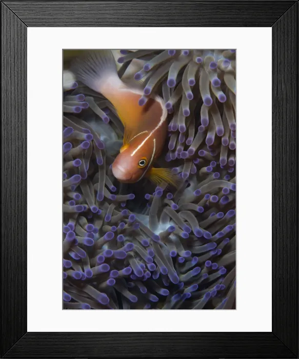 Framed Print : Pink anenomefish (Amphoprion perideraion) dominant female, lives in symbiotic association Framed Print : Pink anenomefish (Amphoprion perideraion) dominant female, lives in symbiotic association
