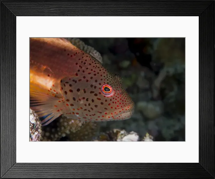 Framed Print : Freckled hawkfish (Paracirrhites forsteri) a reef fish that feeds on small fish and shrimps Framed Print : Freckled hawkfish (Paracirrhites forsteri) a reef fish that feeds on small fish and shrimps