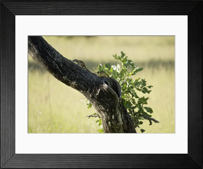 Framed Print : Tree squirrel (Paraxerus cepapi), South Luangwa National Park, Zambia, Africa Framed Print : Tree squirrel (Paraxerus cepapi), South Luangwa National Park, Zambia, Africa