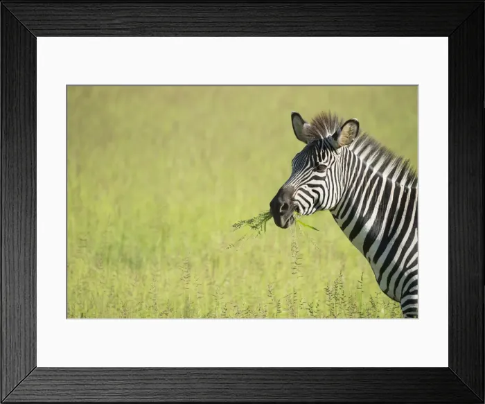 Framed Print : Crawshays zebra (Equus quagga crawshayi), South Luangwa National Park, Zambia, Africa Framed Print : Crawshays zebra (Equus quagga crawshayi), South Luangwa National Park, Zambia, Africa