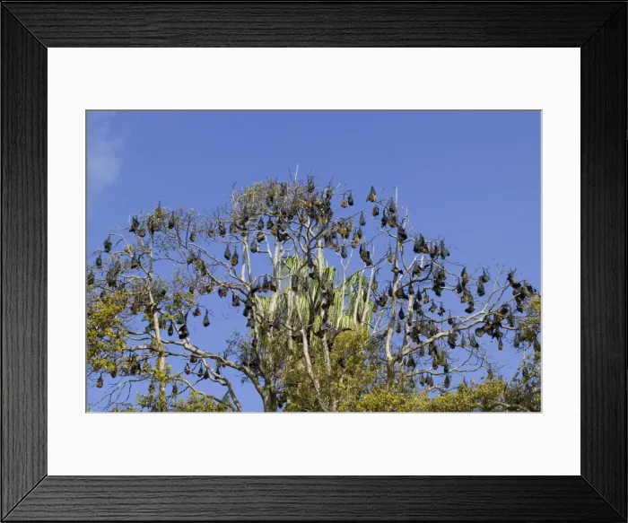 Framed Print : Grey-headed Flying Fox, (Ptereopus poliocephalus), Botanical Garden, New South Wales Framed Print : Grey-headed Flying Fox, (Ptereopus poliocephalus), Botanical Garden, New South Wales