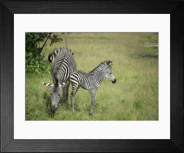 Framed Print : Crawshays zebra mother and foal (Equus quagga crawshayi), South Luangwa National Park Framed Print : Crawshays zebra mother and foal (Equus quagga crawshayi), South Luangwa National Park
