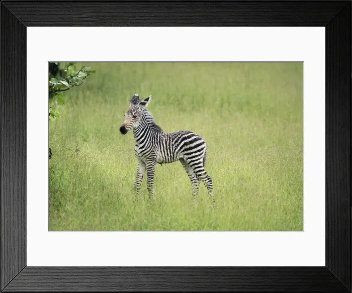 Framed Print : Crawshays zebra foal (Equus quagga crawshayi), South Luangwa National Park, Zambia Framed Print : Crawshays zebra foal (Equus quagga crawshayi), South Luangwa National Park, Zambia