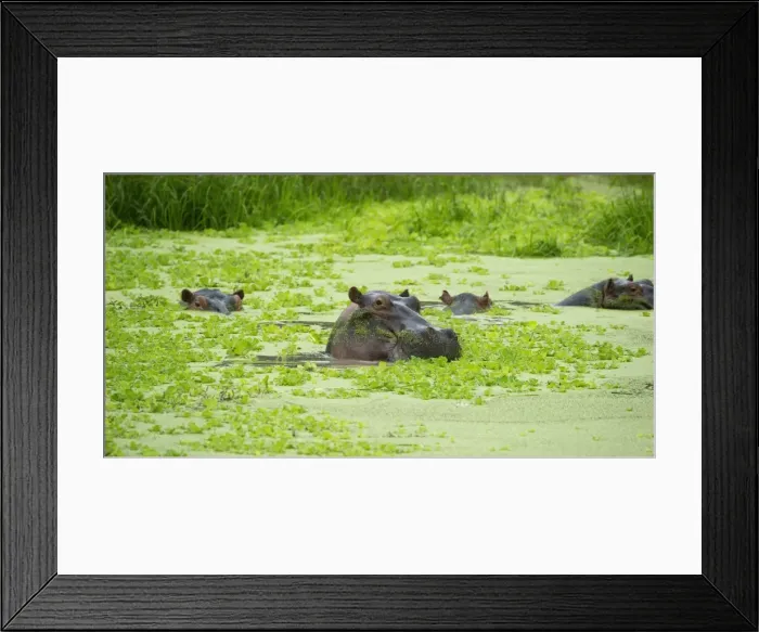 Framed Print : Hippopotamus (Hippos) wallowing in Hippo pool, South Luangwa National Park, Zambia Framed Print : Hippopotamus (Hippos) wallowing in Hippo pool, South Luangwa National Park, Zambia