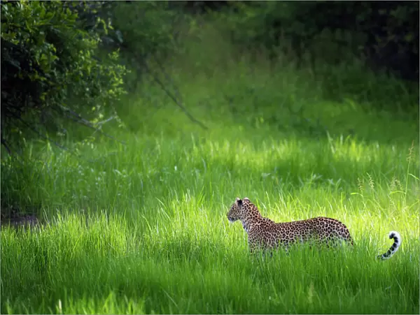 Leopard (Panthera), South Luangwa National Park, Zambia, Africa