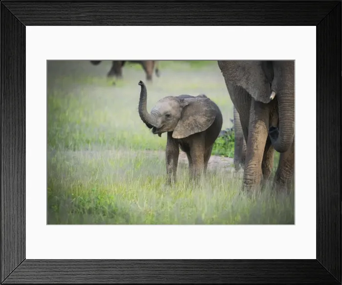 Framed Print : African elephant (Loxodonta) mother and calf, South Luangwa National Park, Zambia, Africa Framed Print : African elephant (Loxodonta) mother and calf, South Luangwa National Park, Zambia, Africa