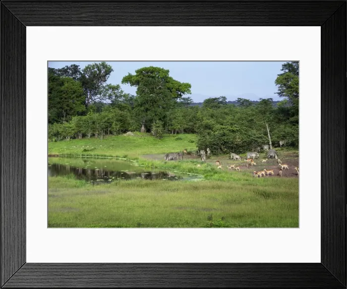 Framed Print : Zebra and impala at waterhole, South Luangwa National Park, Zambia, Africa Framed Print : Zebra and impala at waterhole, South Luangwa National Park, Zambia, Africa