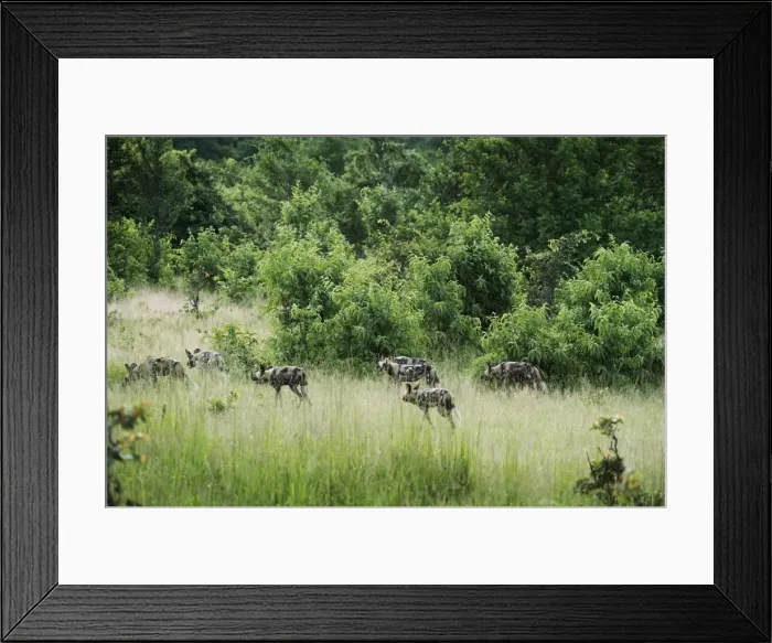 Framed Print : Pack of African wild dogs (painted dog) (Cape hunting dog) (Lycaon pictus), South Luangwa Framed Print : Pack of African wild dogs (painted dog) (Cape hunting dog) (Lycaon pictus), South Luangwa