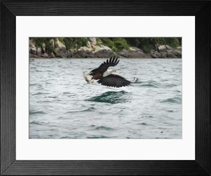 Framed Print : African fish eagle (Haliaeetus vocoder), bird of prey, Malawi, Africa Framed Print : African fish eagle (Haliaeetus vocoder), bird of prey, Malawi, Africa