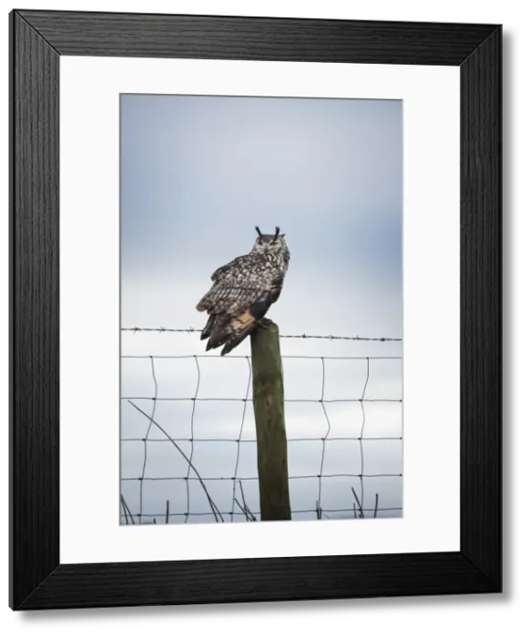 Framed Print : Indian eagle owl (Bubo bengalensis), Herefordshire, England, United Kingdom, Europe Framed Print : Indian eagle owl (Bubo bengalensis), Herefordshire, England, United Kingdom, Europe