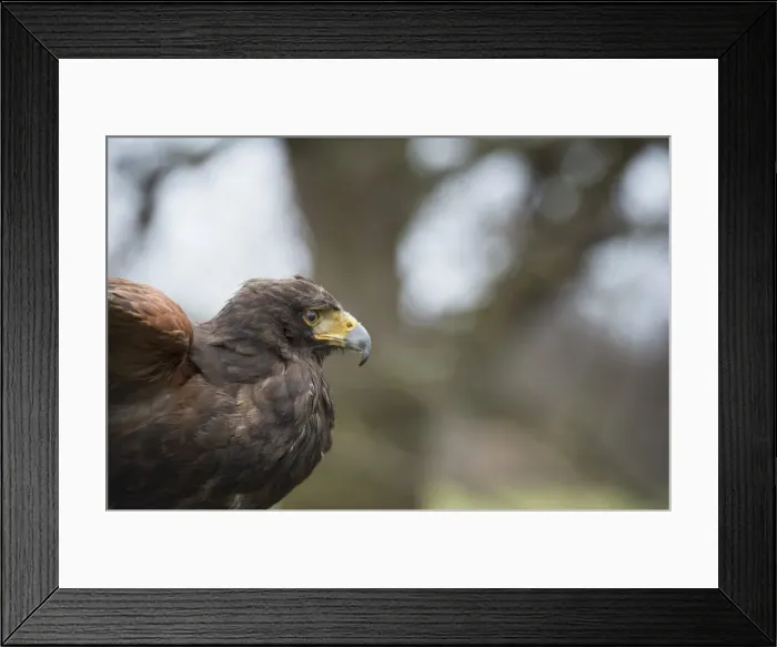 Framed Print : Harris hawk (Parabuteo unicinctus), raptor, Herefordshire, England, United Kingdom Framed Print : Harris hawk (Parabuteo unicinctus), raptor, Herefordshire, England, United Kingdom