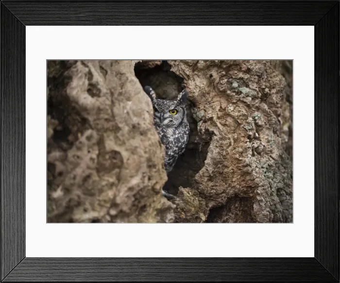 Framed Print : Spotted eagle owl (Bubo africanus), Herefordshire, England, United Kingdom, Europe Framed Print : Spotted eagle owl (Bubo africanus), Herefordshire, England, United Kingdom, Europe