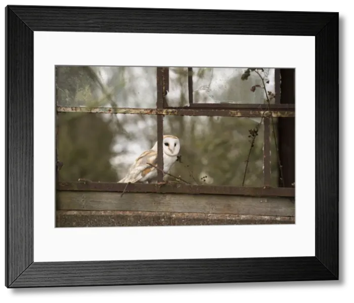 Framed Print : Barn owl (Tyto alba), Herefordshire, England, United Kingdom, Europe Framed Print : Barn owl (Tyto alba), Herefordshire, England, United Kingdom, Europe