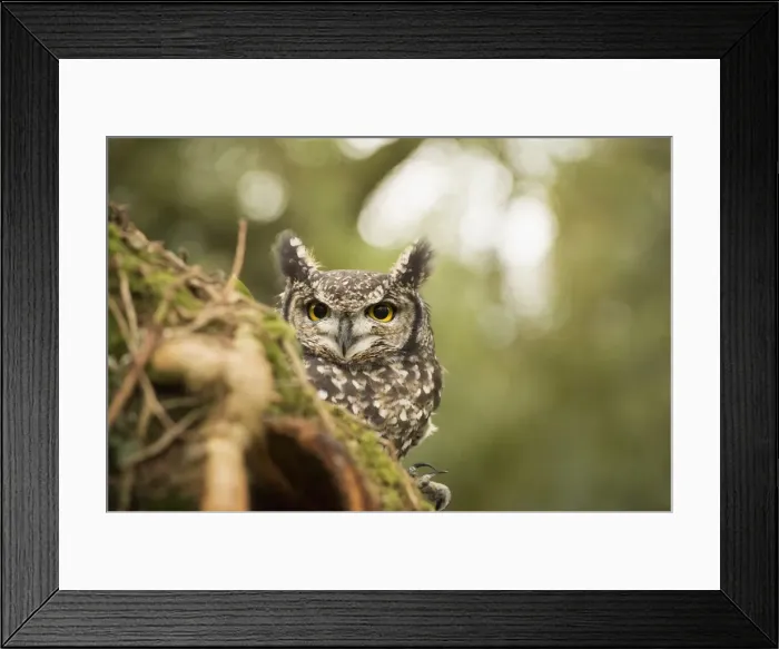 Framed Print : Spotted eagle owl (Bubo africanus), Herefordshire, England, United Kingdom, Europe Framed Print : Spotted eagle owl (Bubo africanus), Herefordshire, England, United Kingdom, Europe