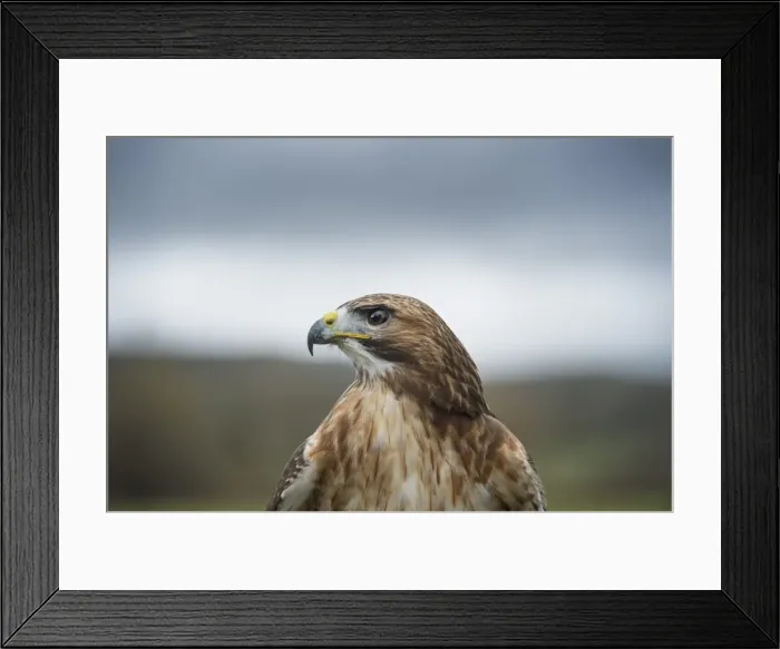 Framed Print : Red-tailed hawk (Buteo jamaicensis), bird of prey, Herefordshire, England, United Kingdom Framed Print : Red-tailed hawk (Buteo jamaicensis), bird of prey, Herefordshire, England, United Kingdom