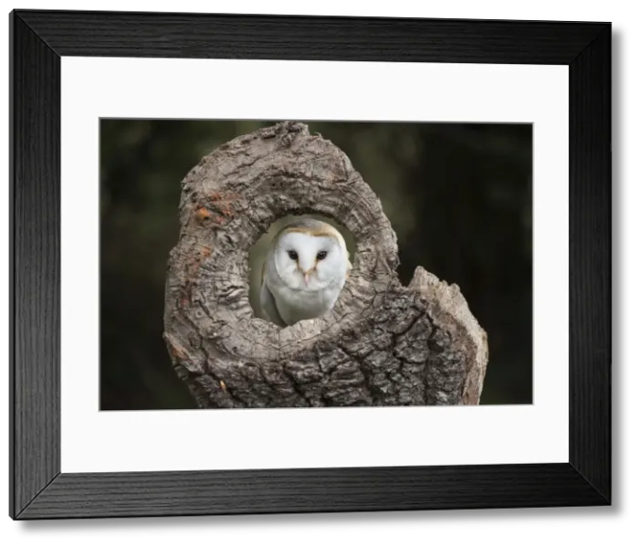 Framed Print : Barn owl (Tyto alba), Herefordshire, England, United Kingdom, Europe Framed Print : Barn owl (Tyto alba), Herefordshire, England, United Kingdom, Europe
