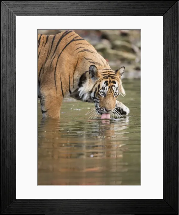 Framed Print : Ustaad, T24, Royal Bengal tiger (Tigris tigris) drinking, Ranthambhore, Rajasthan Framed Print : Ustaad, T24, Royal Bengal tiger (Tigris tigris) drinking, Ranthambhore, Rajasthan