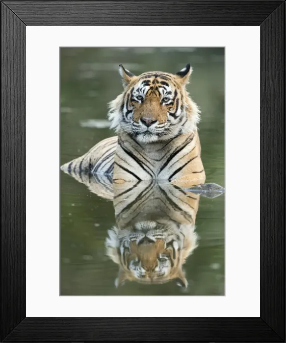 Framed Print : Ustaad, T24, Royal Bengal tiger (Tigris tigris), Ranthambhore, Rajasthan, India, Asia Framed Print : Ustaad, T24, Royal Bengal tiger (Tigris tigris), Ranthambhore, Rajasthan, India, Asia