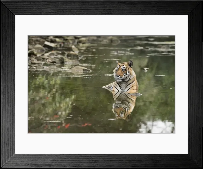 Framed Print : Ustaad, T24, Royal Bengal tiger (Tigris tigris), Ranthambhore, Rajasthan, India, Asia Framed Print : Ustaad, T24, Royal Bengal tiger (Tigris tigris), Ranthambhore, Rajasthan, India, Asia