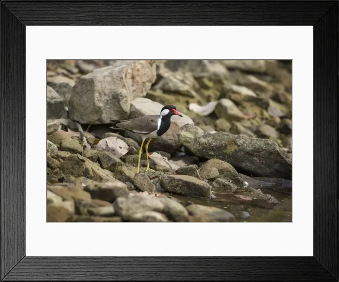 Framed Print : Red wattled lapwing (Vanellus indicus), Ranthambhore, Rajasthan, India, Asia Framed Print : Red wattled lapwing (Vanellus indicus), Ranthambhore, Rajasthan, India, Asia
