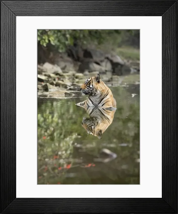 Framed Print : Ustaad, T24, Royal Bengal tiger (Tigris tigris), Ranthambhore, Rajasthan, India, Asia Framed Print : Ustaad, T24, Royal Bengal tiger (Tigris tigris), Ranthambhore, Rajasthan, India, Asia