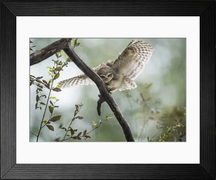 Framed Print : Spotted owlet (Athene brama), Ranthambhore, Rajasthan, India, Asia Framed Print : Spotted owlet (Athene brama), Ranthambhore, Rajasthan, India, Asia