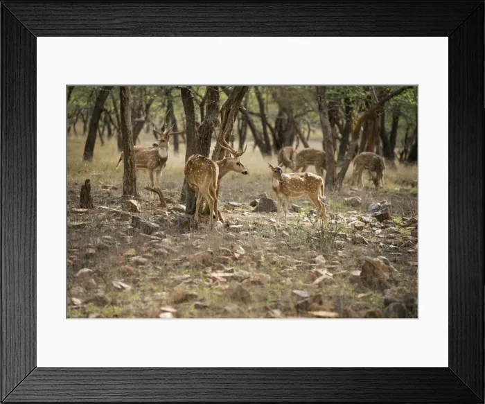 Framed Print : Spotted deer (cheetal) (chital deer) (axis deer) (Axis axis), Ranthambhore, Rajasthan Framed Print : Spotted deer (cheetal) (chital deer) (axis deer) (Axis axis), Ranthambhore, Rajasthan