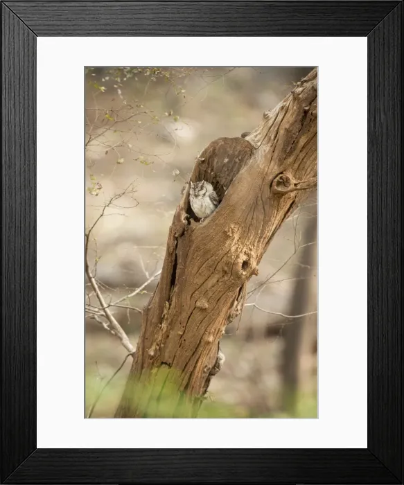 Framed Print : Scops owl (Otus) (Strigidae), Ranthambhore, Rajasthan, India, Asia Framed Print : Scops owl (Otus) (Strigidae), Ranthambhore, Rajasthan, India, Asia