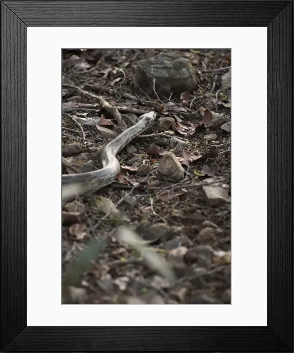 Framed Print : Python snake (Pythonidae), Ranthambhore, Rajasthan, India, Asia Framed Print : Python snake (Pythonidae), Ranthambhore, Rajasthan, India, Asia