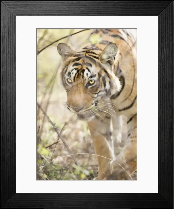 Framed Print : Krishna, T19, Royal Bengal tiger (Tigris tigris), Ranthambhore, Rajasthan, India, Asia Framed Print : Krishna, T19, Royal Bengal tiger (Tigris tigris), Ranthambhore, Rajasthan, India, Asia