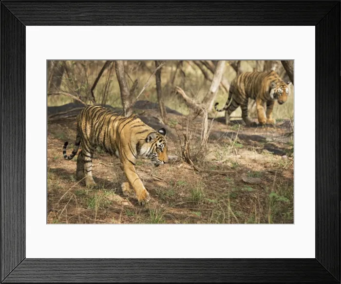 Framed Print : Royal Bengal tiger (Tigris tigris) cubs, Ranthambhore, Rajasthan, India, Asia Framed Print : Royal Bengal tiger (Tigris tigris) cubs, Ranthambhore, Rajasthan, India, Asia