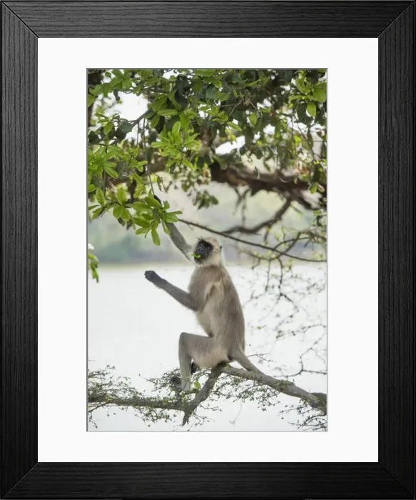 Framed Print : Gray langurs (Hanuman langurs) (langur monkey) (Semnopithecus entellus), Ranthambhore Framed Print : Gray langurs (Hanuman langurs) (langur monkey) (Semnopithecus entellus), Ranthambhore